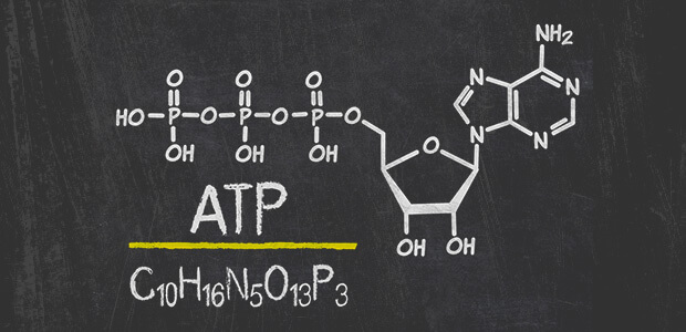 ATP(アデノシン三リン酸)とは何者?
