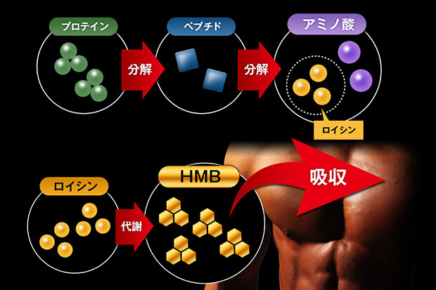 プロテインよりも「HMB」がいい!