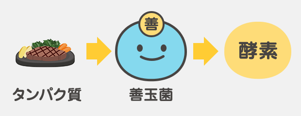 酵素が作られるメカニズム