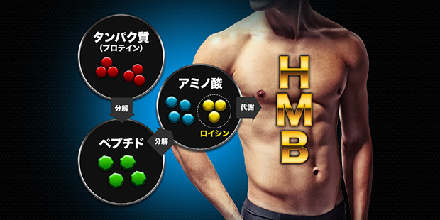 ロイシンの代謝物がHMB