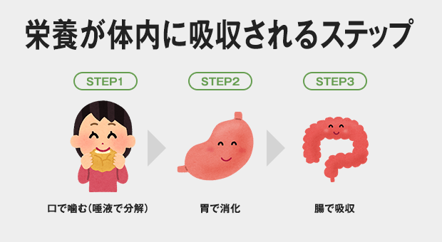 ①口で噛む(唾液で分解) → ②胃で消化 → ③腸で吸収